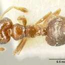 صورة Crematogaster pygmaea Forel 1904