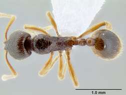 Image of Stenamma ochrocnemis