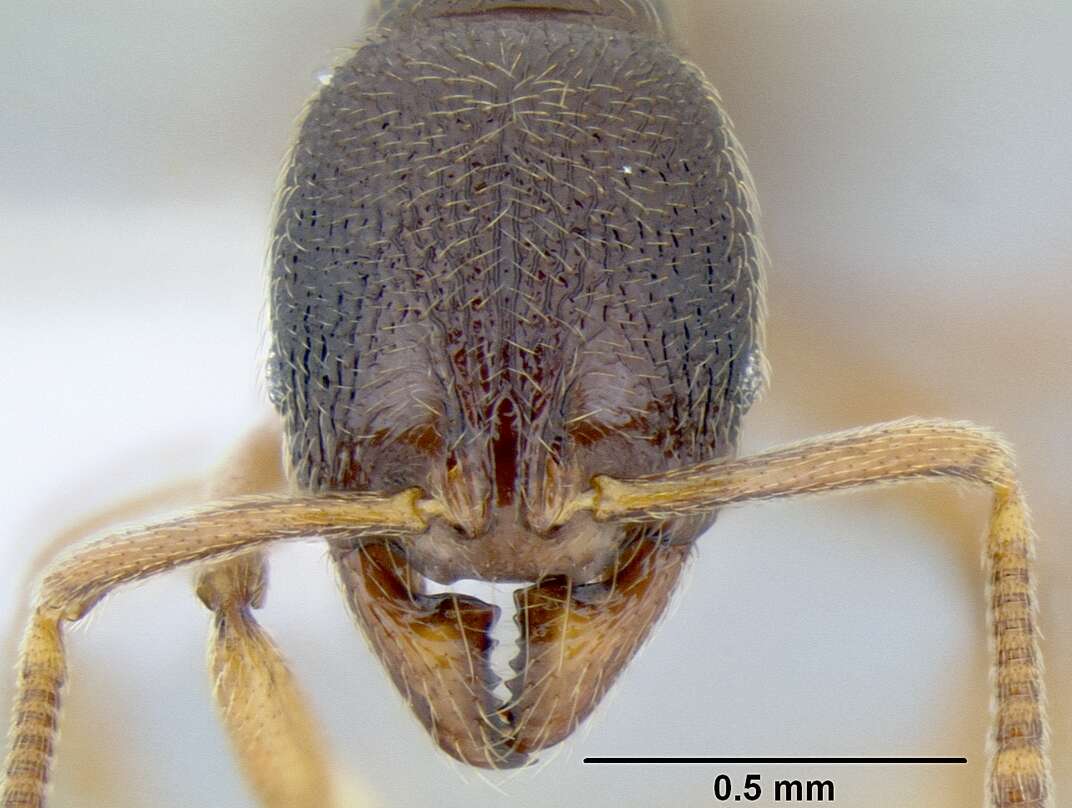 Image of Stenamma ochrocnemis