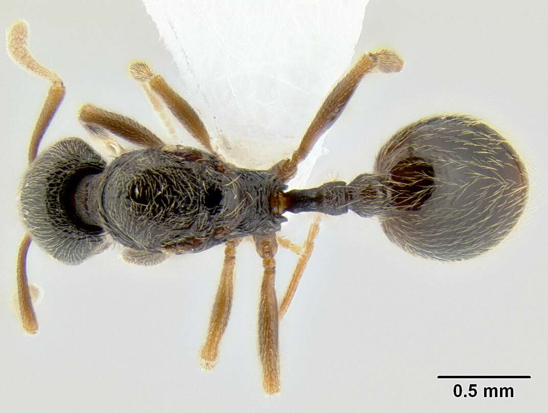 Image of Stenamma ochrocnemis