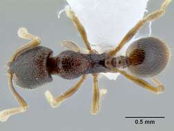 Image of Stenamma saenzae