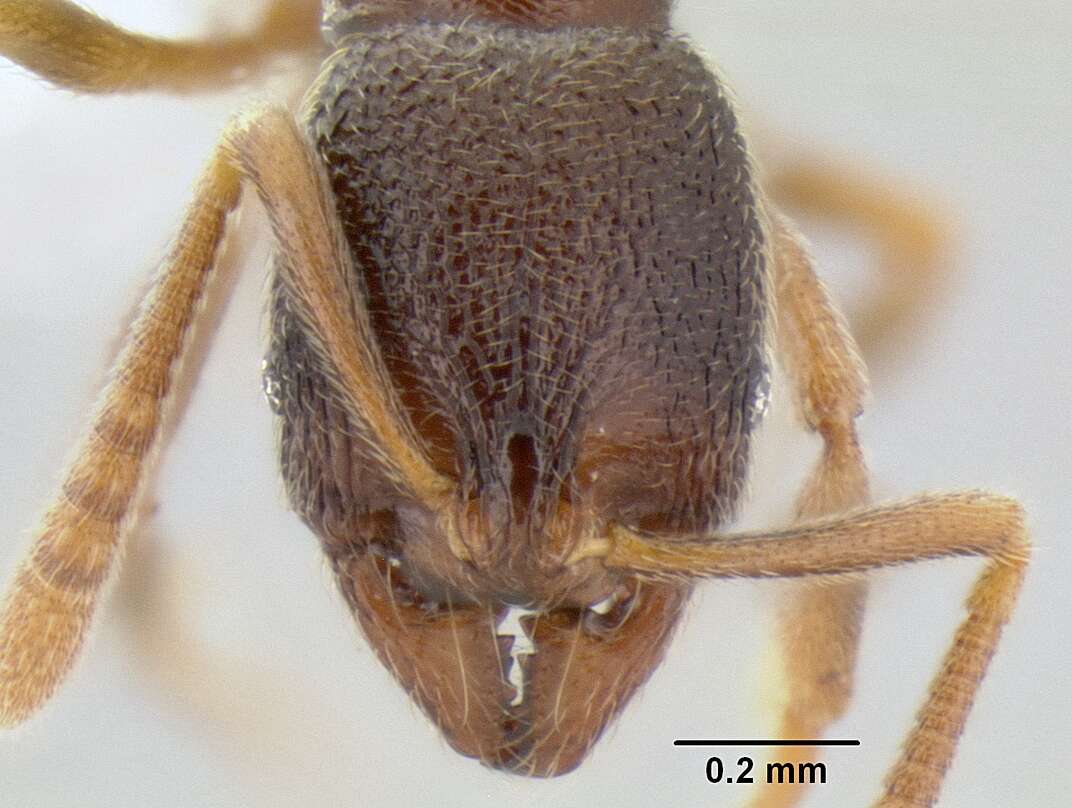 Image of Stenamma saenzae