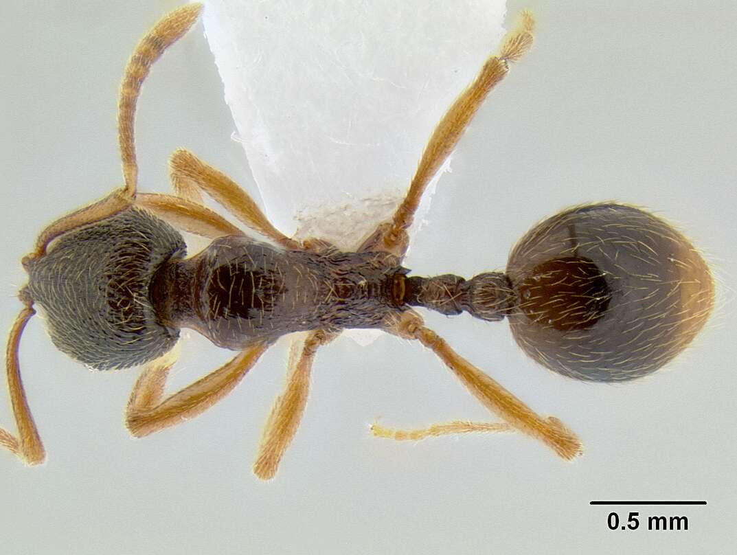 Image of Stenamma ochrocnemis