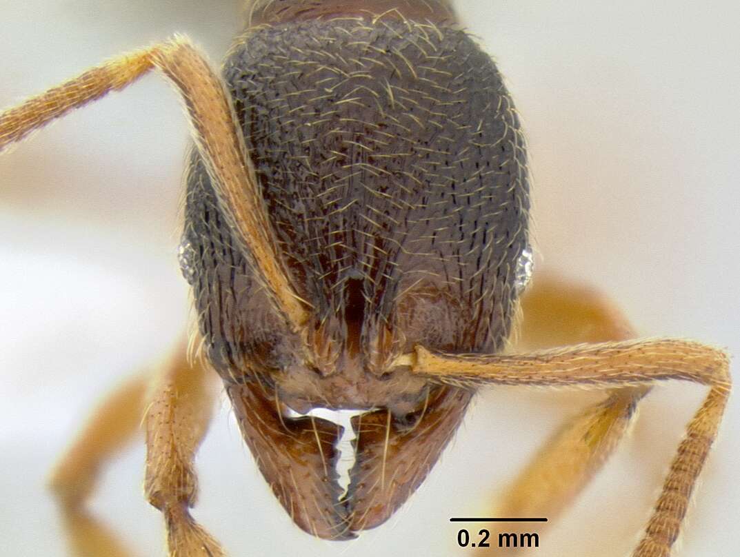 Image of Stenamma ochrocnemis