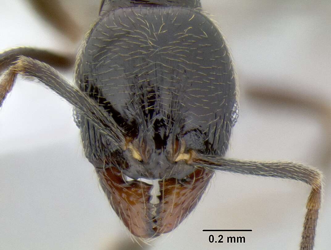 Image of Myrmicinae