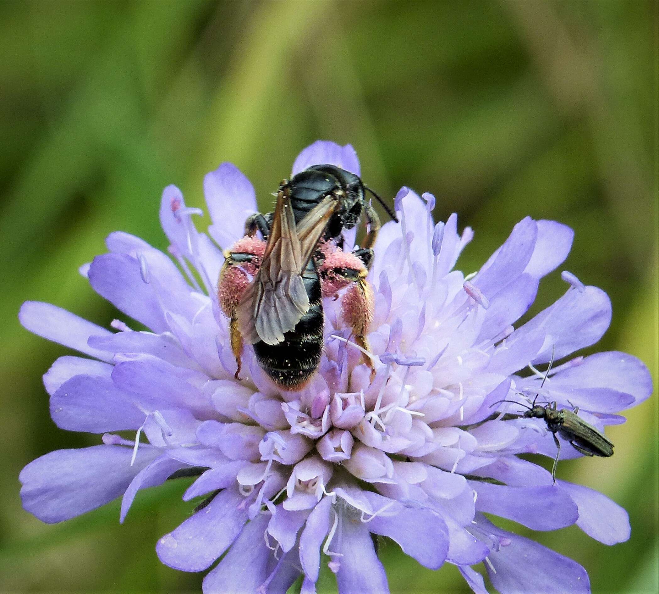 Image de Andrena hattorfiana (Fabricius 1775)