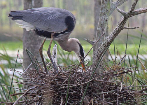 Image of Great Blue Heron