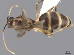 Image of Zatania gloriosa