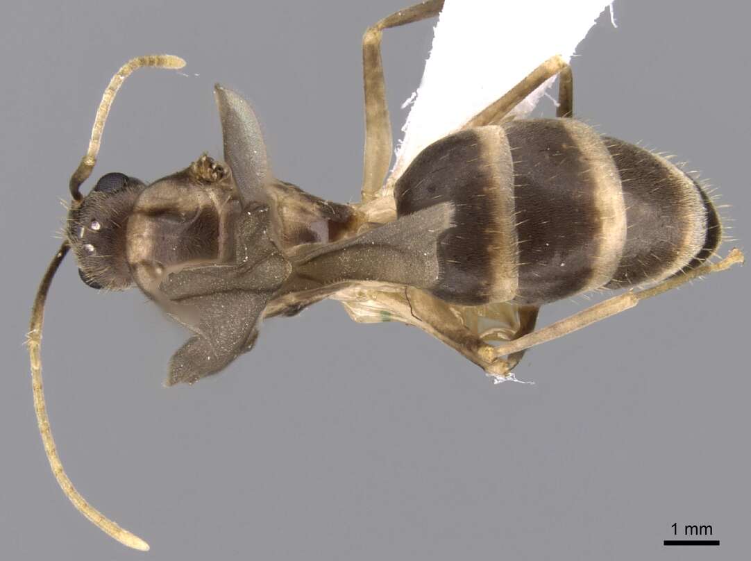 Image of Zatania gloriosa