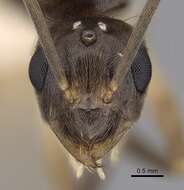Image of Zatania gloriosa