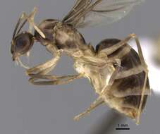 Image of Zatania gloriosa