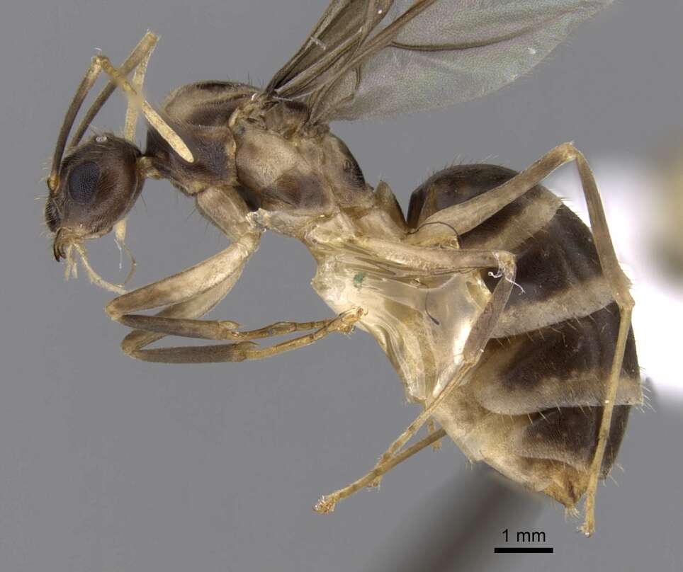 Image of Zatania gloriosa