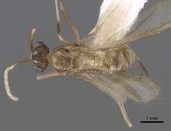 Image of Zatania gloriosa