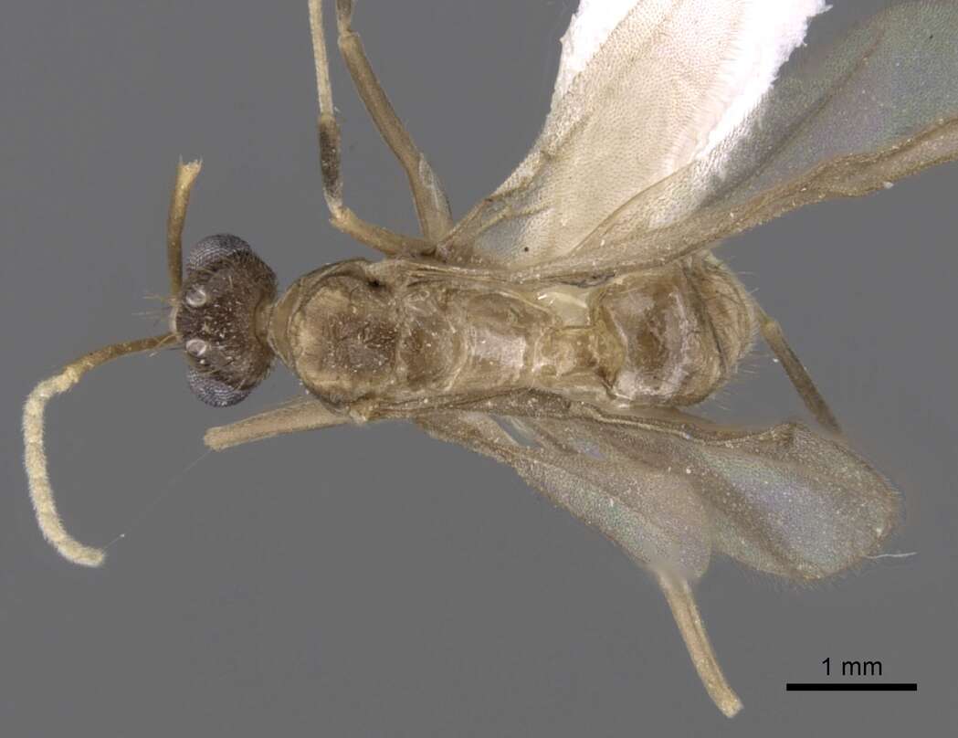 Image of Zatania gloriosa
