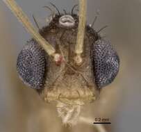 Image of Zatania gloriosa