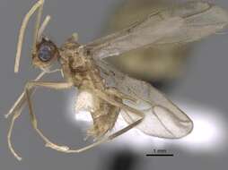 Image of Zatania gloriosa