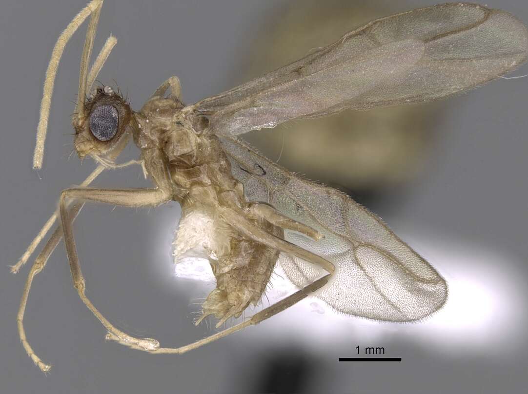 Image of Zatania gloriosa
