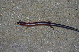 Image of Spotted Skink