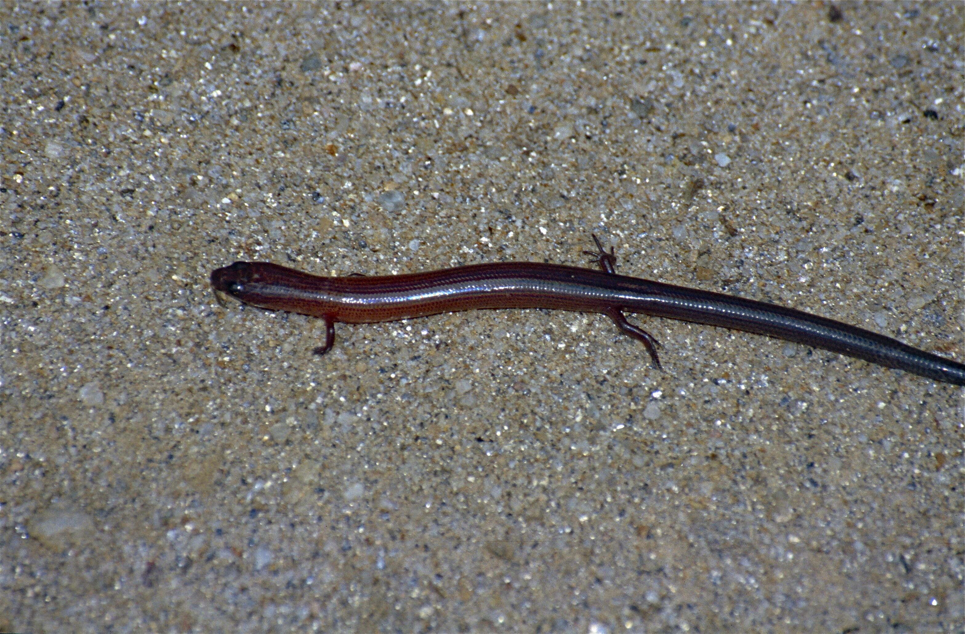 Image of Spotted Skink