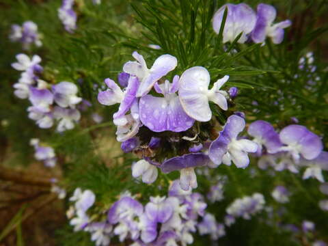 Imagem de Psoralea arborea Sims