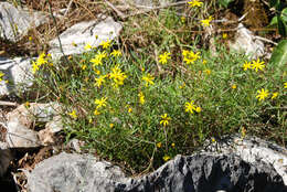 Image of <i>Senecio <i>pinnatifolius</i></i> var. pinnatifolius