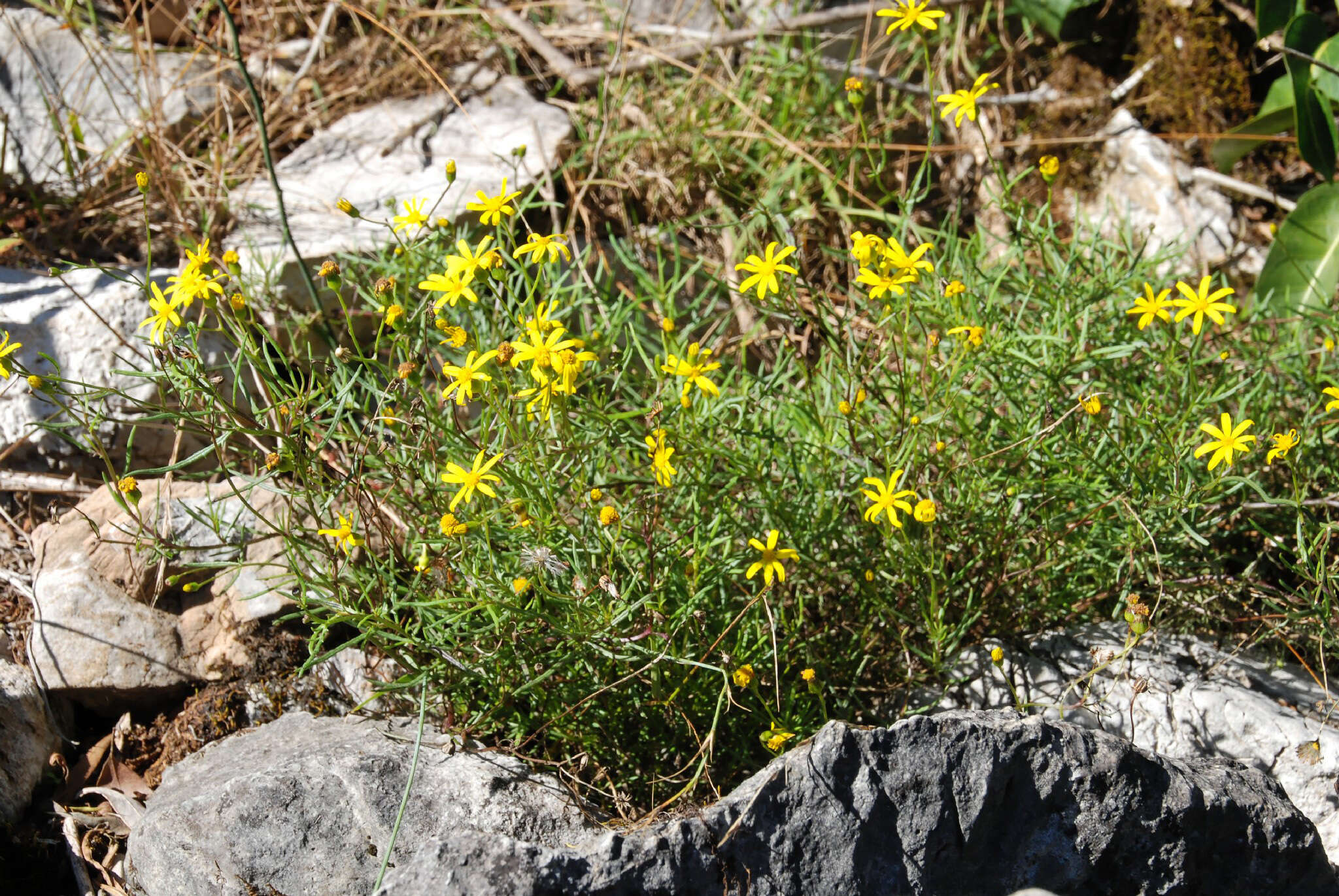 Image of <i>Senecio <i>pinnatifolius</i></i> var. pinnatifolius