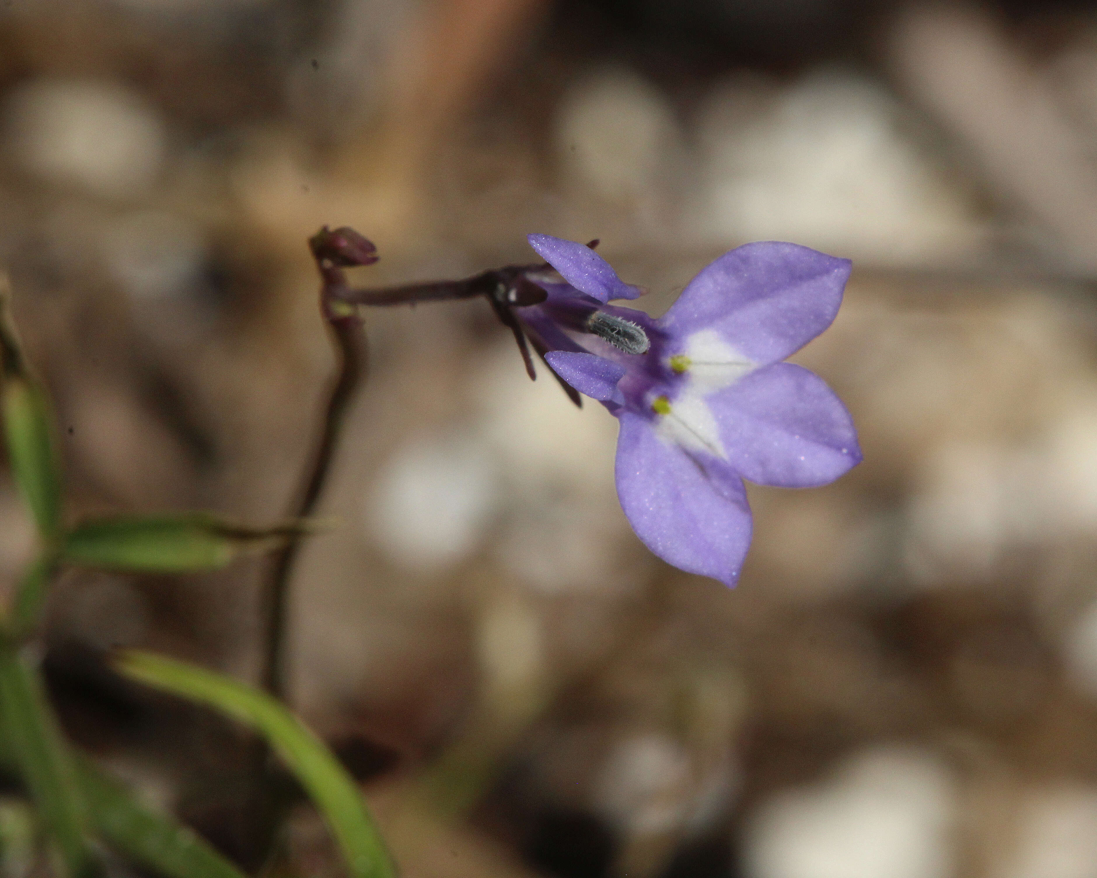 Image de Lobelia feayana A. Gray