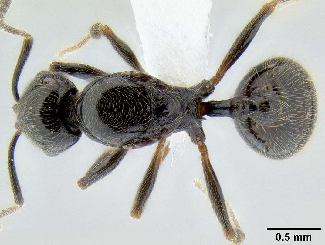 Image of Myrmicinae