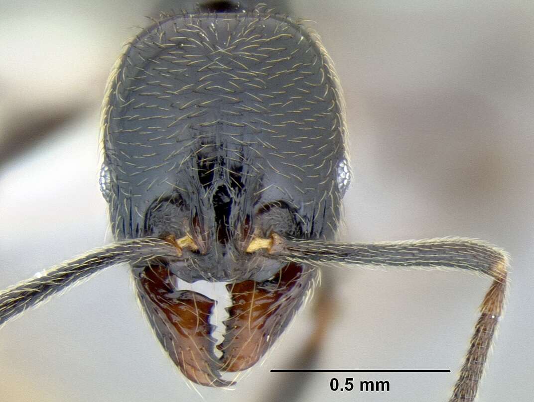 Image of Myrmicinae