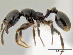 Image of Myrmicinae