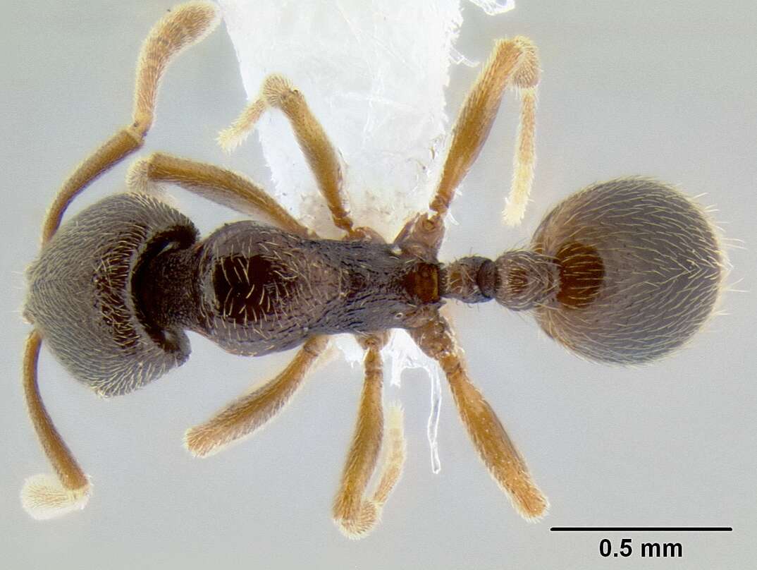 Image of Stenamma saenzae