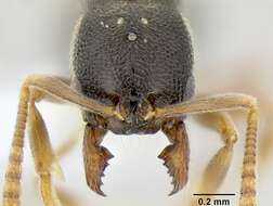 Image of Stenamma saenzae