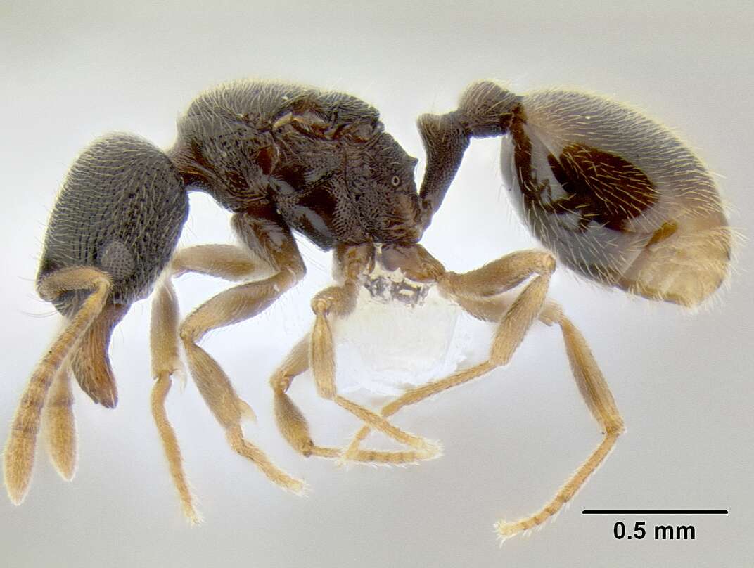 Image of Stenamma saenzae