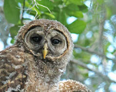 Image of Barred Owl