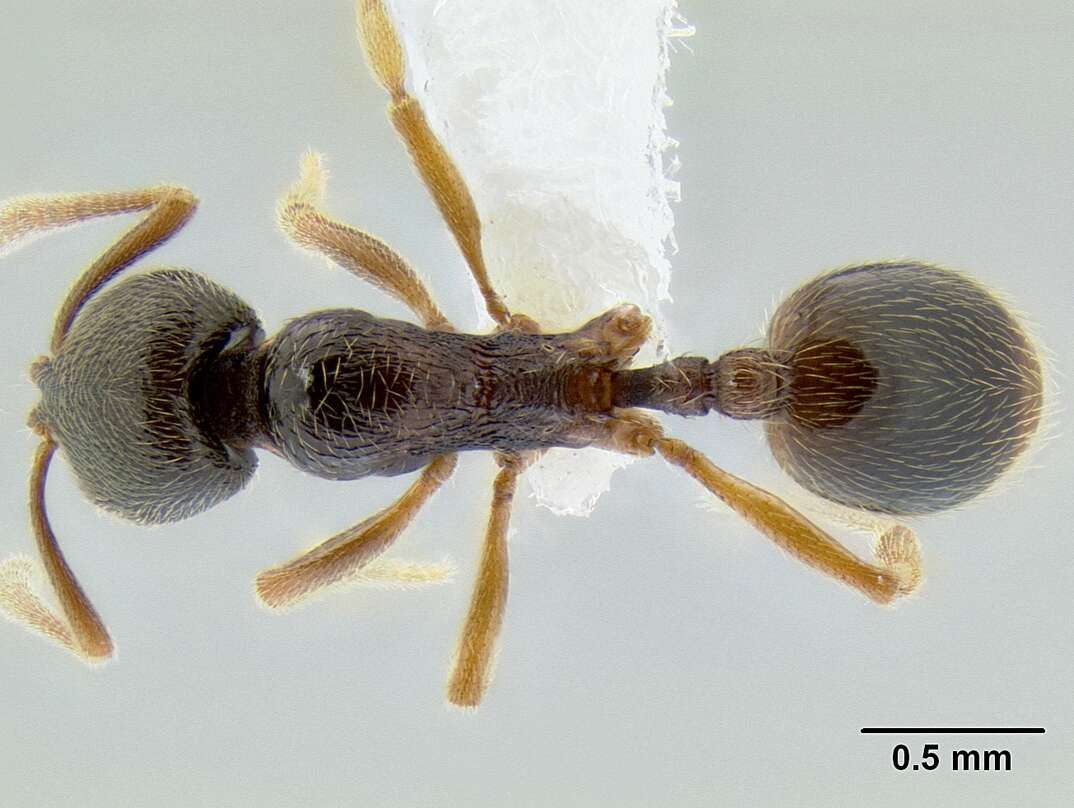 Image of Stenamma ochrocnemis