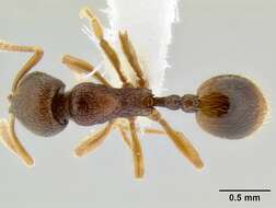 Image of Stenamma ochrocnemis