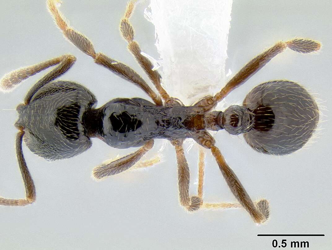 Image of Myrmicinae