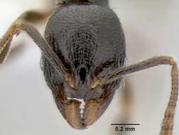 Image of Myrmicinae