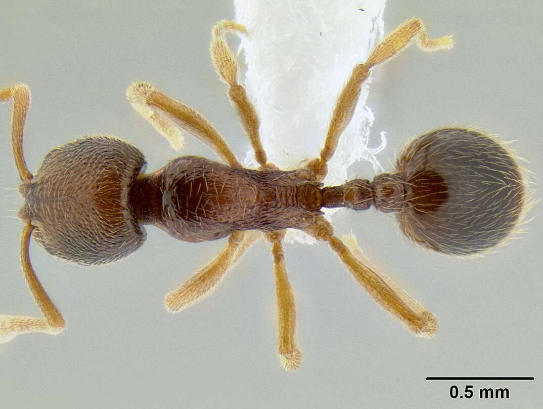 Image of Stenamma ochrocnemis