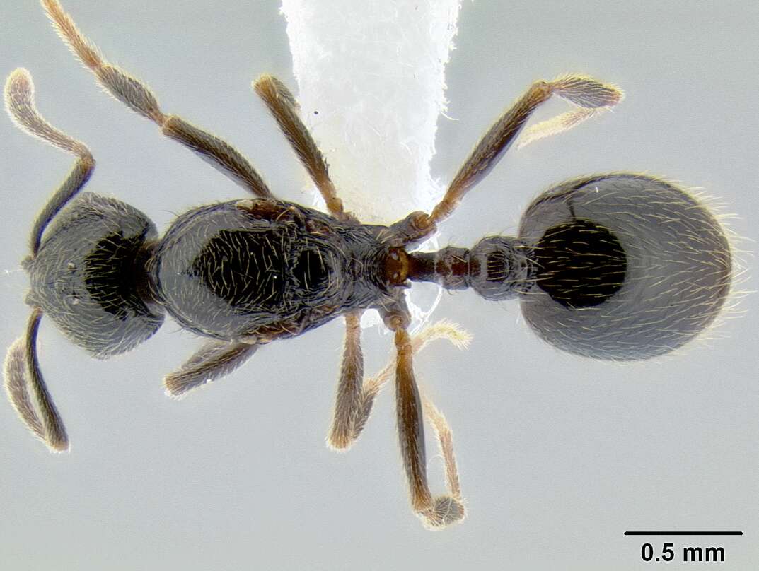 Image of Myrmicinae