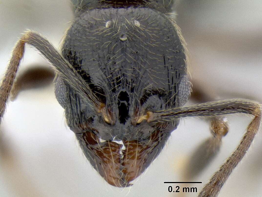 Image of Myrmicinae