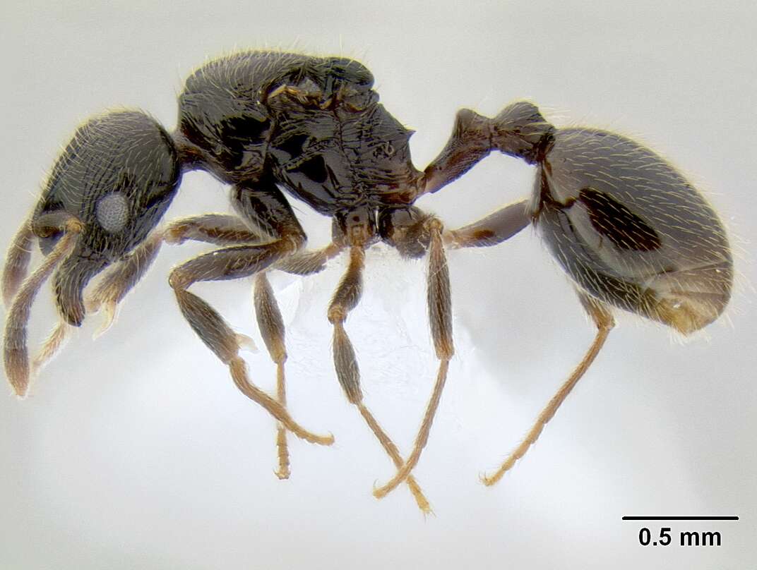 Image of Myrmicinae