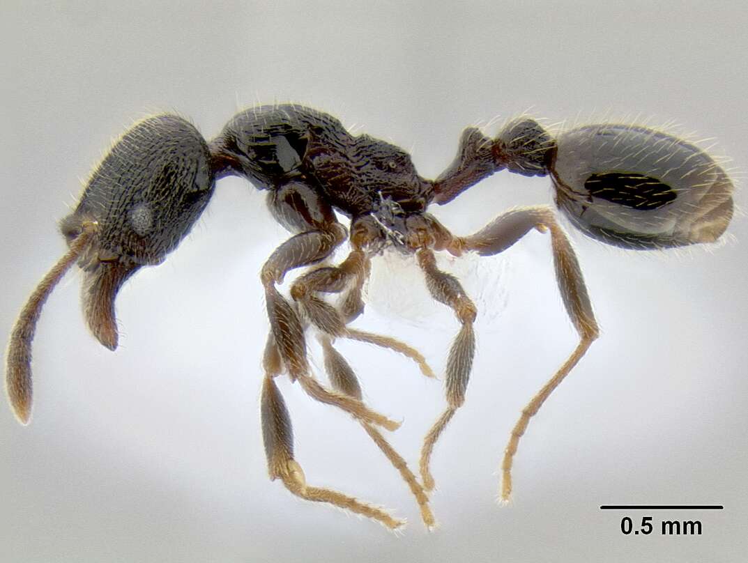 Image of Myrmicinae