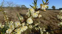 Image of early wattle