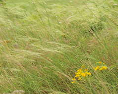 Imagem de Stipa capillata L.