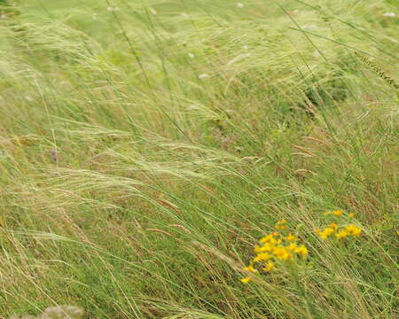 Image of dwarf feather grass