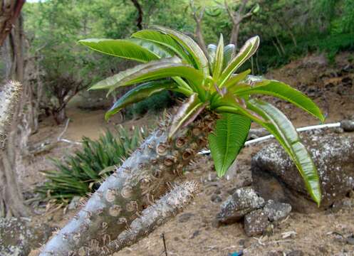 Image de Pachypodium lamerei Drake