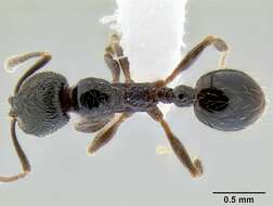 Image of Myrmicinae