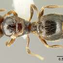 <i>Pheidole carinote</i> resmi