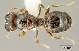 Plancia ëd <i>Pheidole carinote</i>